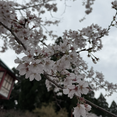 お散歩